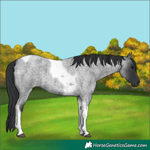 Horse Color:Blue Roan Tobiano 