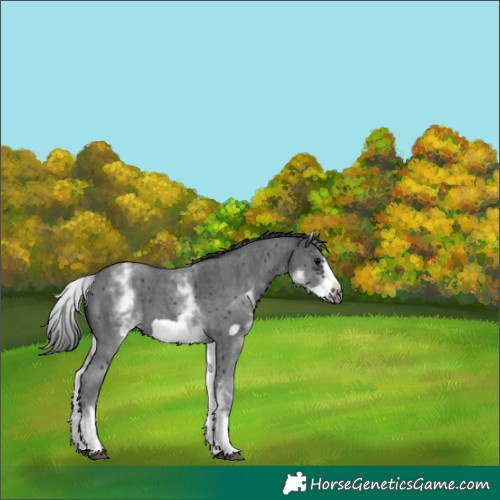 Horse Color:White Spotted Black Sabino Frame 