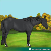 Horse Color:Black 