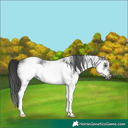 Horse Color:White Spotted Black Sabino Frame 