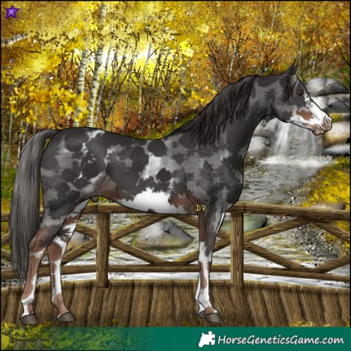 Horse Color:White Spotted Liver Chestnut Sabino Frame 
