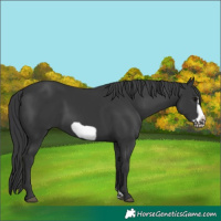 Horse Color:Black Frame 