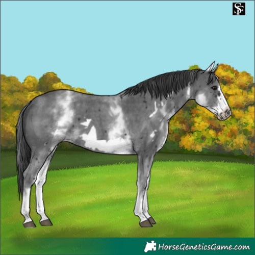 Horse Color:White Spotted Black Sabino Frame 