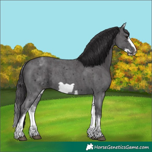Horse Color:White Spotted Smoky Black Sabino Frame