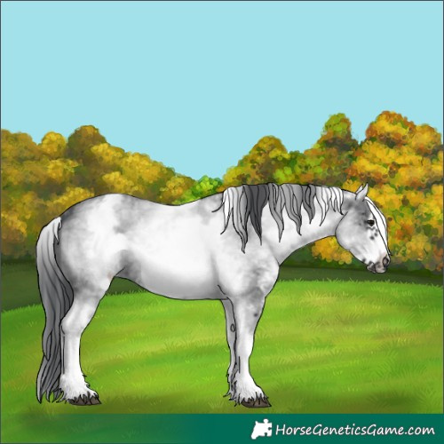 Horse Color:White Spotted Black Sabino Frame 