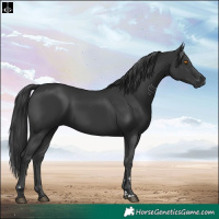 Horse Color:Black 