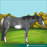 Horse Color:White Spotted Black Sabino Frame