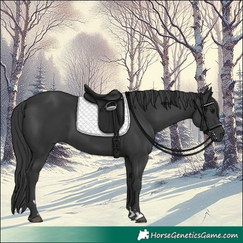 Horse Color:Black 