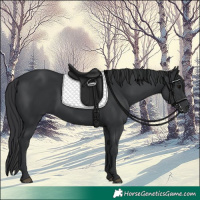 Horse Color:Black 
