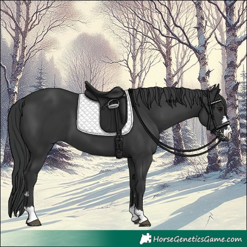 Horse Color:Black 