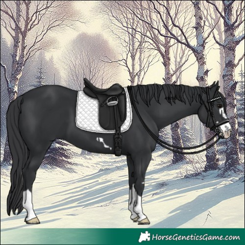 Horse Color:Black 