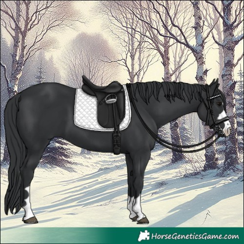 Horse Color:Black 