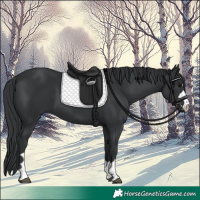 Horse Color:Black 