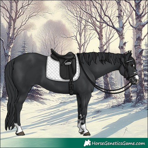 Horse Color:Black 