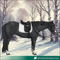 Horse Color:Black 