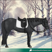 Horse Color:Black 