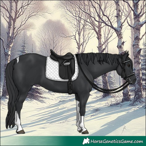 Horse Color:Black Tobiano 