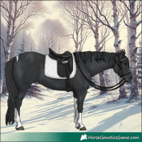 Horse Color:Black Tobiano