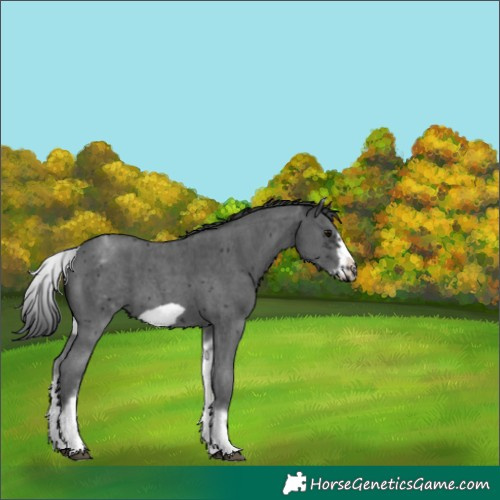 Horse Color:White Spotted Black Sabino Frame 