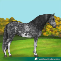 Horse Color:White Spotted Black Sabino Frame and White Spotted Black Sabino Frame