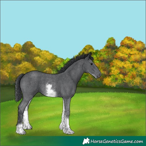 Horse Color:White Spotted Black Sabino 
