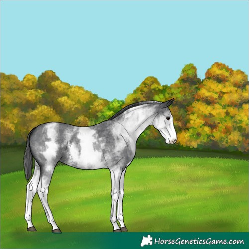 Horse Color:White Spotted Black Sabino 