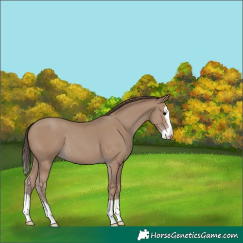 Horse Color:Unknown 