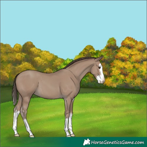 Horse Color:Unknown 
