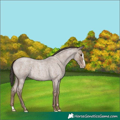 Horse Color:Unknown 