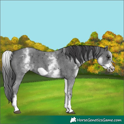 Horse Color:White Spotted Black Sabino Frame