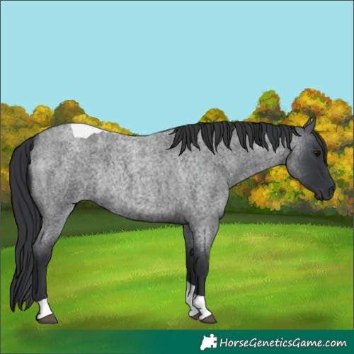 Horse Color:Blue Roan Tobiano Rabicano