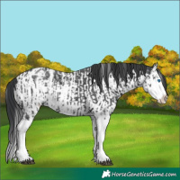 Horse Color:Black Sabino Splash  and Black Sabino Splash Appaloosa 
