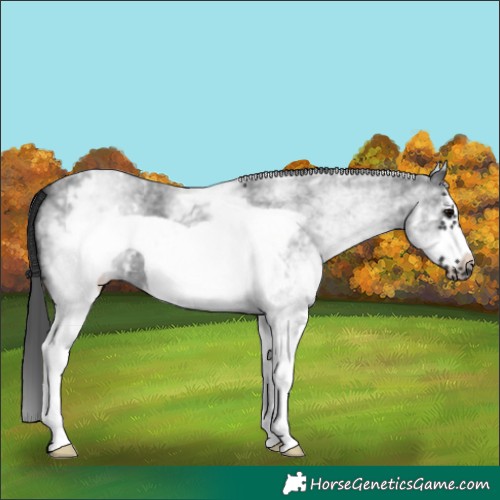 Horse Color:White Spotted Black Sabino Frame 