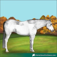 Horse Color:White Spotted Black Sabino Frame