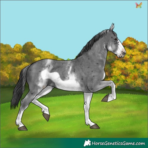 Horse Color:White Spotted Black Sabino Frame 
