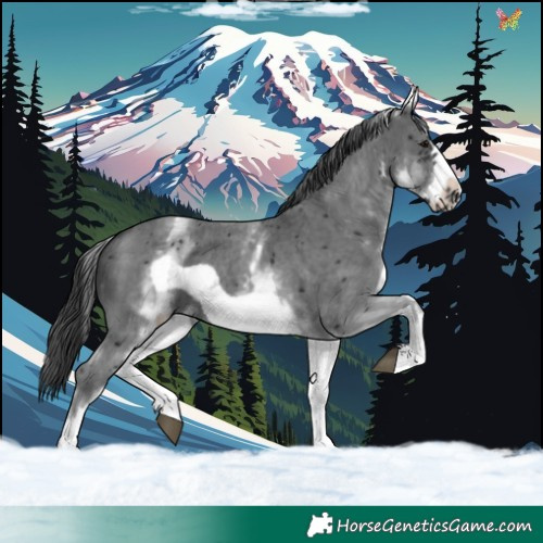 Horse Color:White Spotted Black Sabino Frame 
