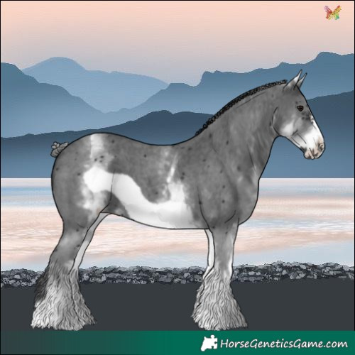 Horse Color:White Spotted Black Sabino Frame