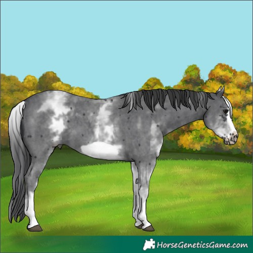 Horse Color:White Spotted Black Sabino Frame