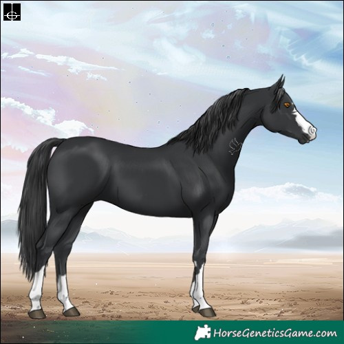 Horse Color:Black 