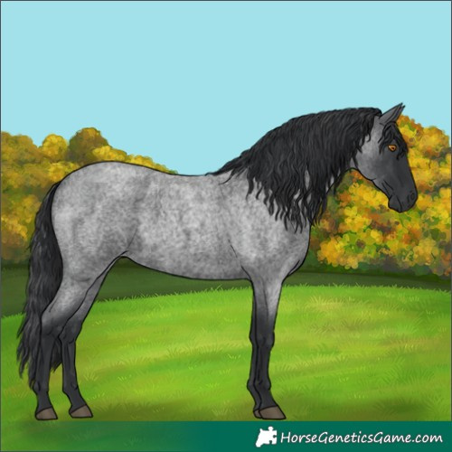 Horse Color:Blue Roan 
