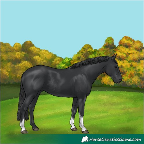 Horse Color:Black Tobiano Rabicano 