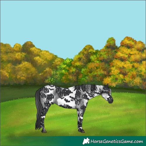 Horse Color:White Spotted Black Sabino Frame 