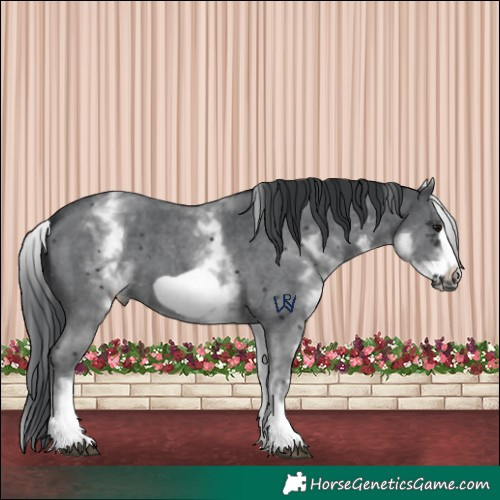 Horse Color:White Spotted Black Sabino Frame 