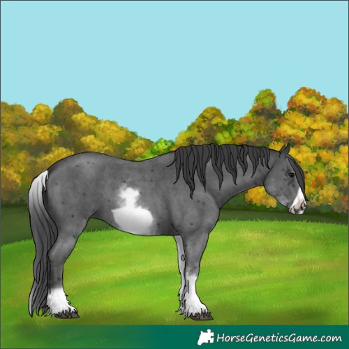 Horse Color:White Spotted Black Sabino Frame 
