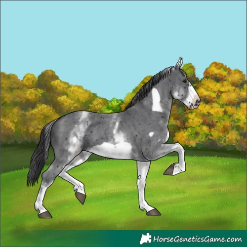 Horse Color:White Spotted Black Sabino Frame 