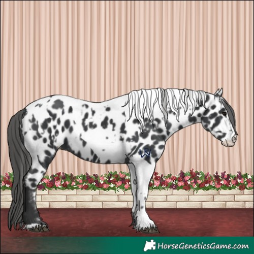 Horse Color:Black Appaloosa  and Black Tobiano Appaloosa 