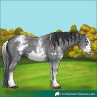 Horse Color:White Spotted Black Sabino Frame 