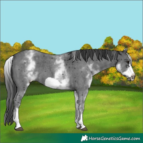 Horse Color:White Spotted Black Sabino Frame