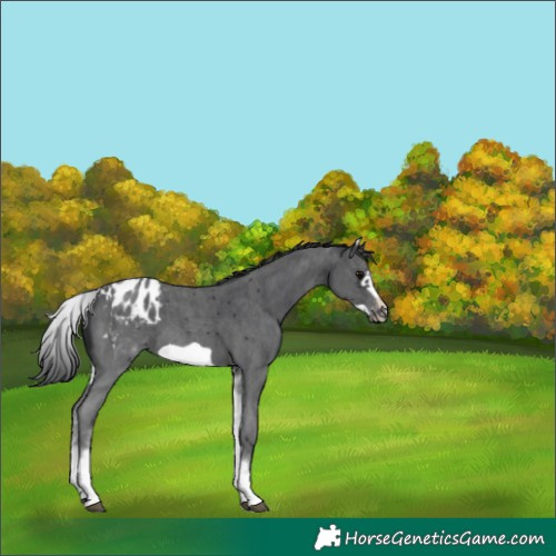 Horse Color:White Spotted Black Sabino Frame Appaloosa 