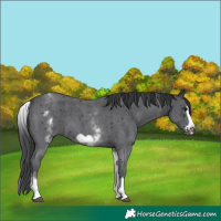 Horse Color:White Spotted Black Sabino Frame 